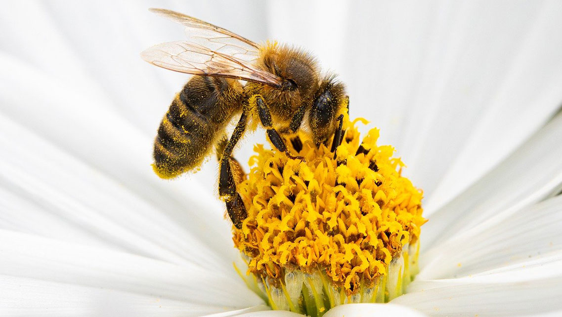 Biene auf Blüte