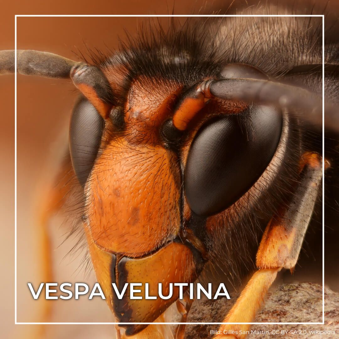 Vespa Velutina